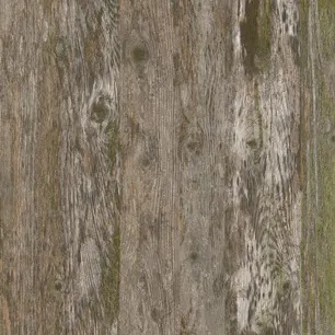 Lichen the Look