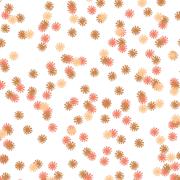 Apricot Glow Daisy