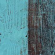 Border Blue Pine